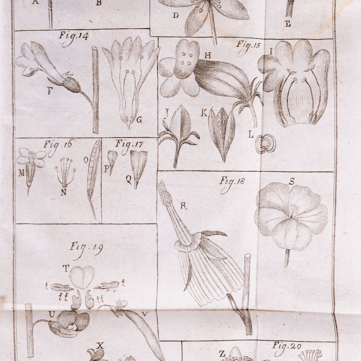 Domenico Nocca - Elementi di Botanica Pratica, 1805