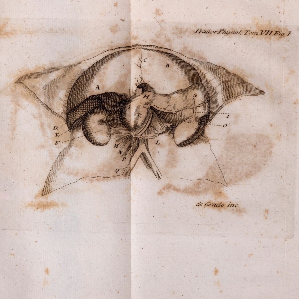 Alberto Haller - Elementa Physiologiae corporis humani, 1776