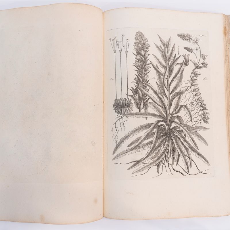 Carlo Allioni - Flora pedemontana sive enumeratio methodica Stirpium indigenarum Pedemontii, 1785