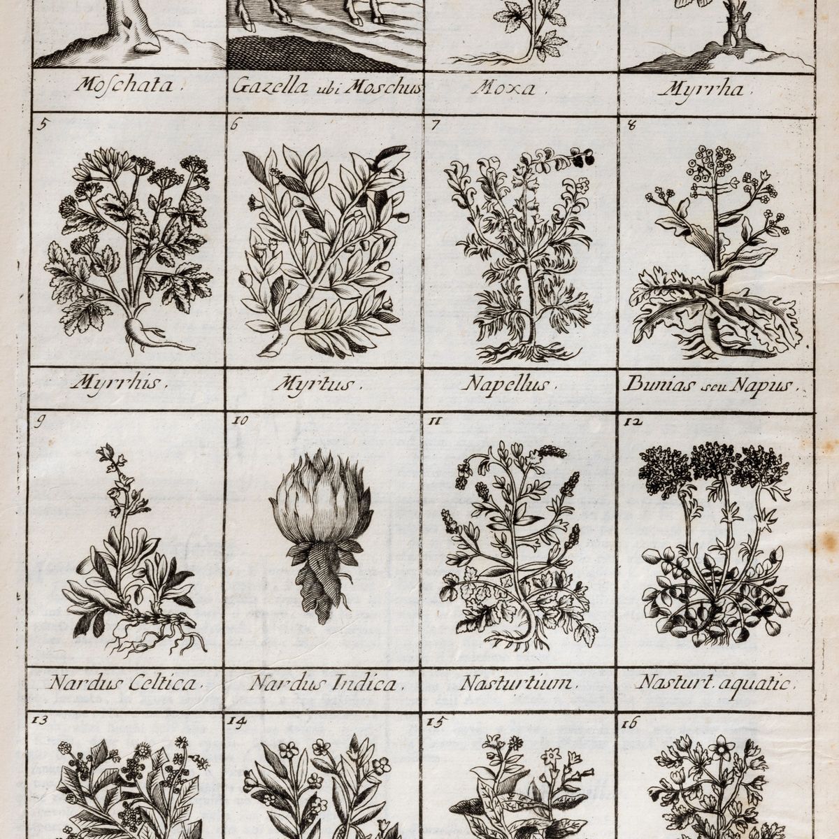 Nicolas Lemery - Dizionario ovvero Trattato Universale delle droghe semplici, 1766