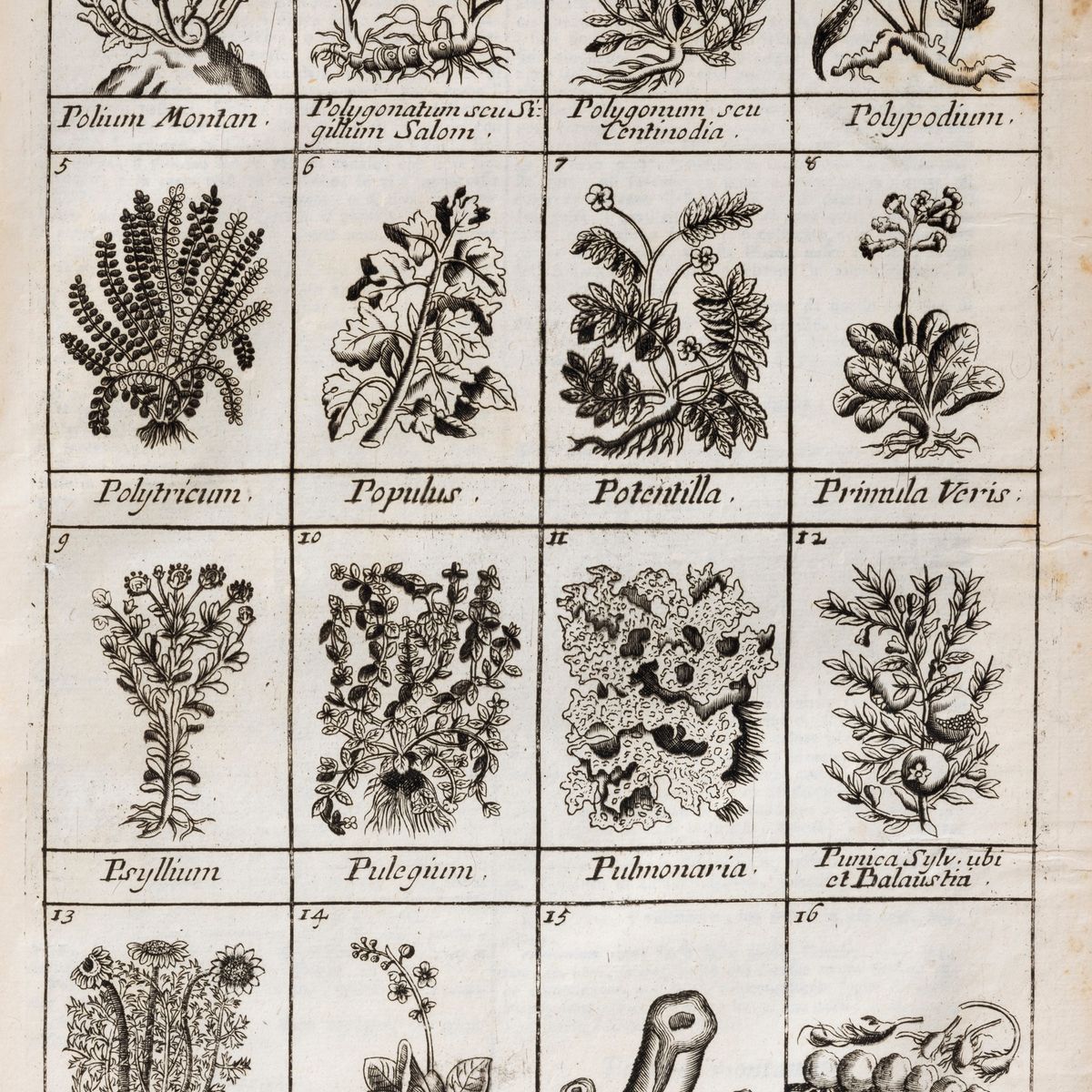 Nicolas Lemery - Dizionario ovvero Trattato Universale delle droghe semplici, 1766