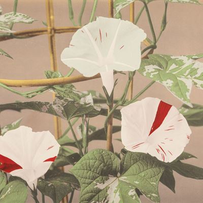 Still Life di Fiori