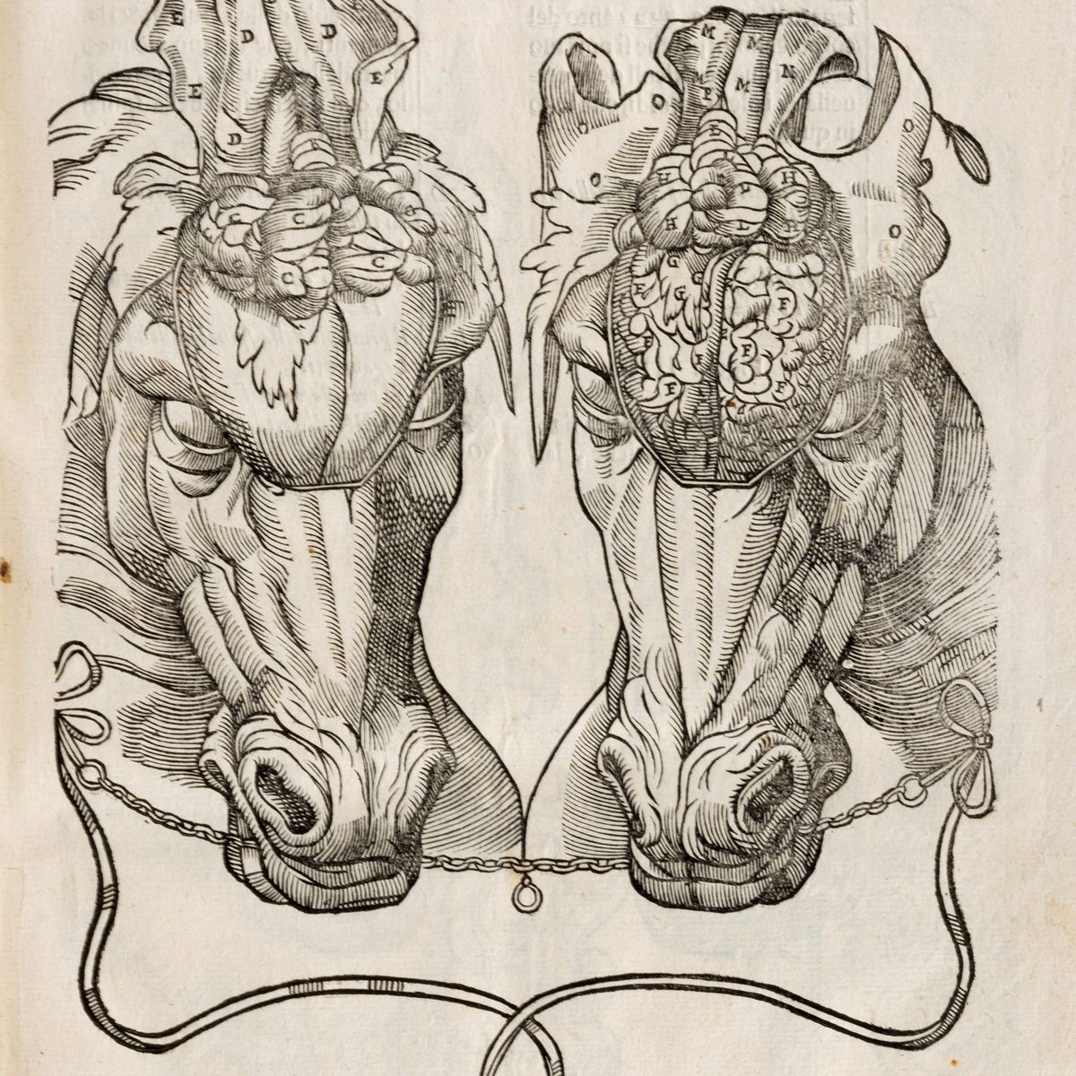 Ruini, Carlo - Ruini, Anatomia del cavallo, infermità et suoi rimedii, In-folio, quarta edizione,...