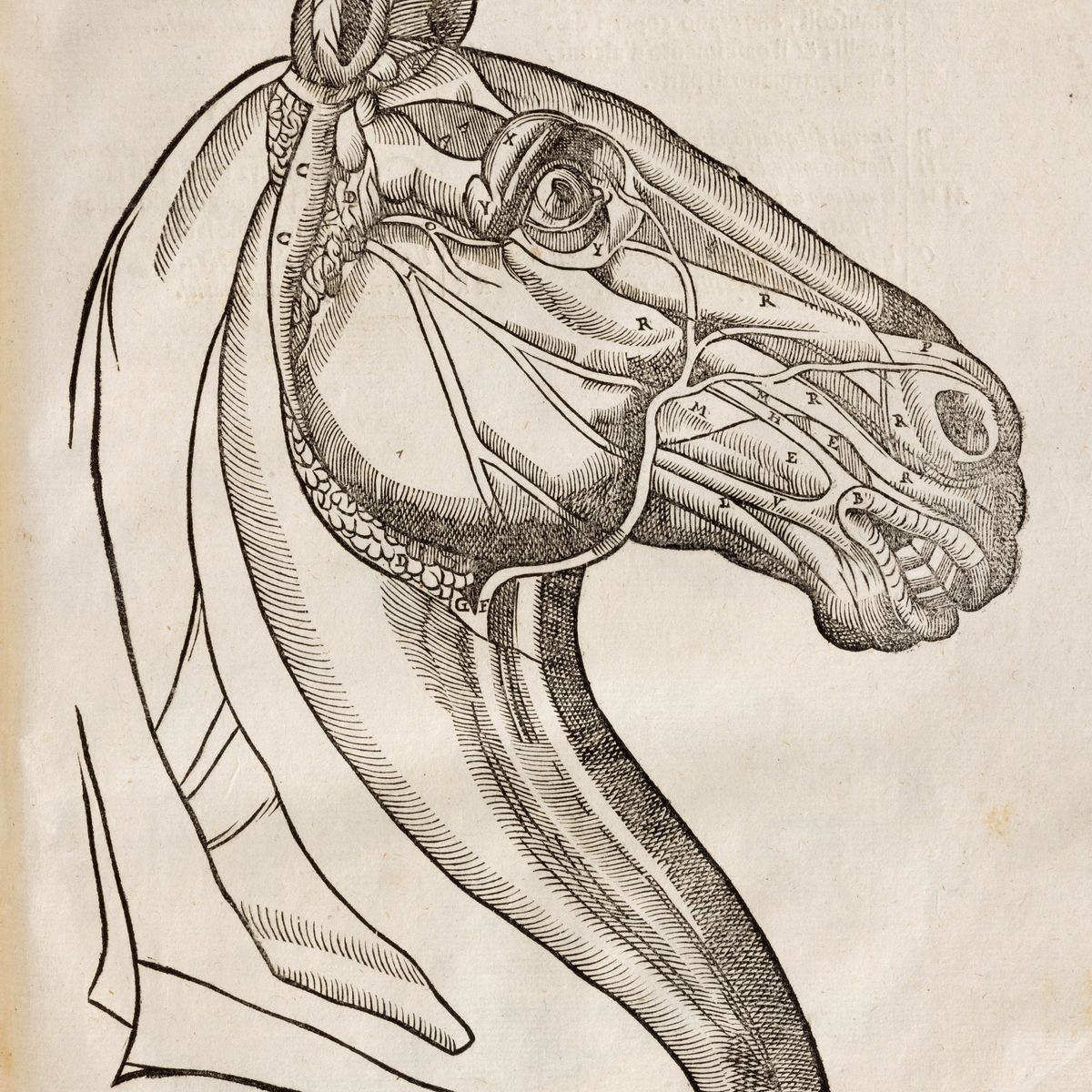 Ruini, Carlo - Ruini, Anatomia del cavallo, infermità et suoi rimedii, In-folio, quarta edizione,...