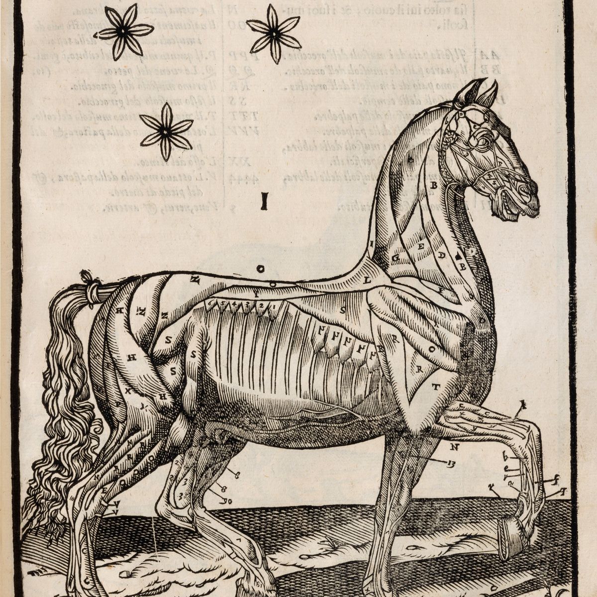 Ruini, Carlo - Ruini, Anatomia del cavallo, infermità et suoi rimedii, In-folio, quarta edizione,...