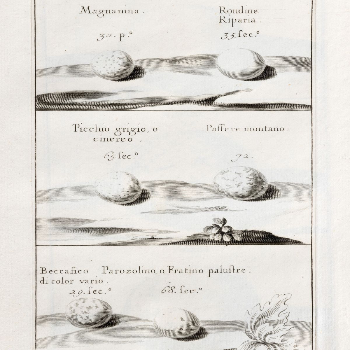 Giuseppe Zinanni - Delle uova e dei nidi degli uccelli. Libro I