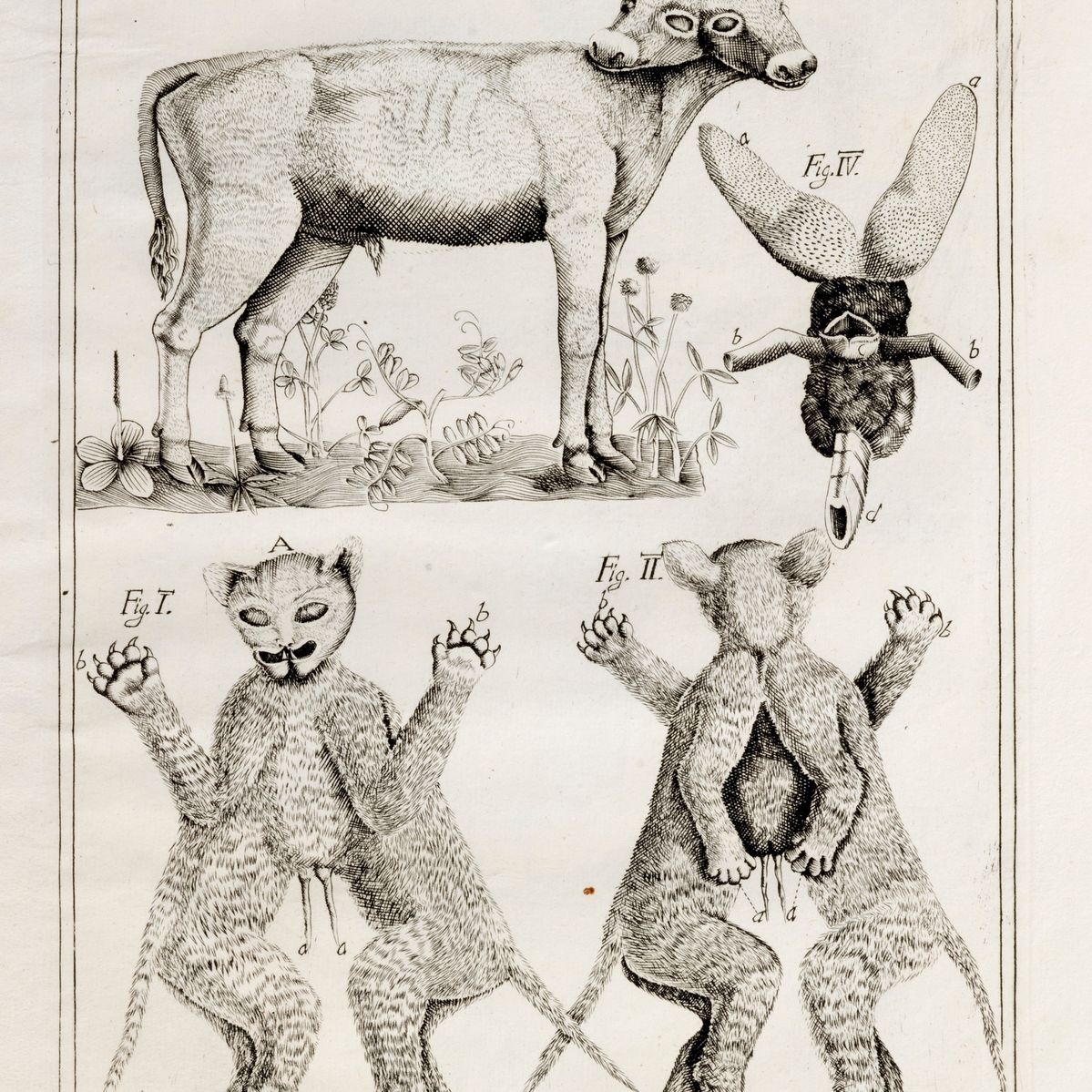 Giovanni Bianchi - Jani Planci medici primarii Arimini de monstris, 1749