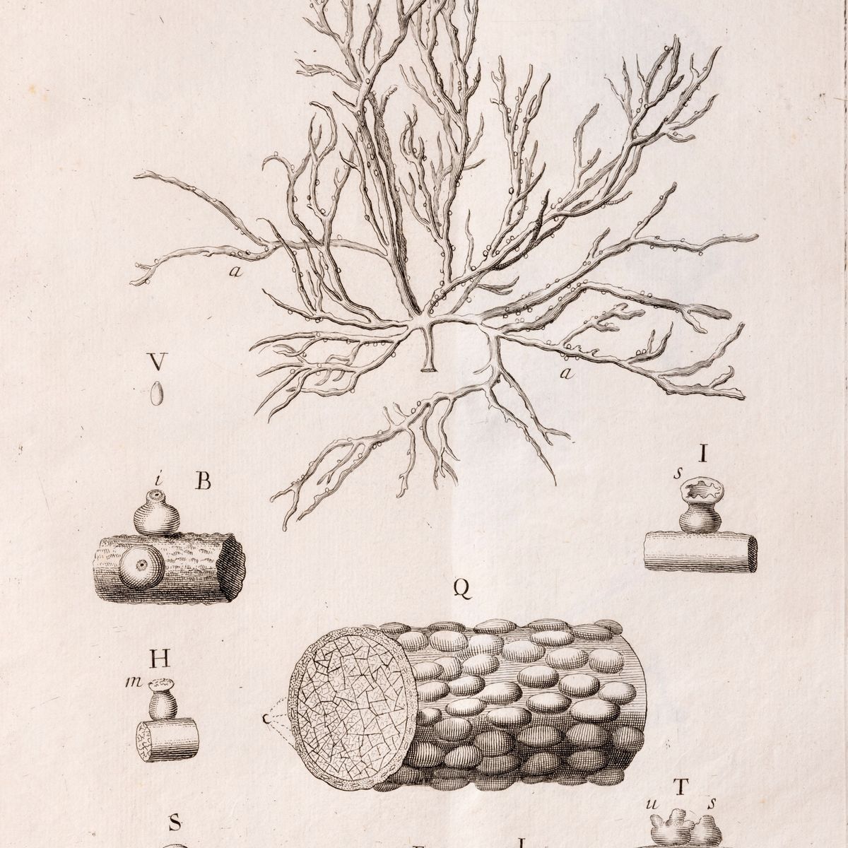Vitaliano Donati - Della storia naturale marina dell'Adriatico