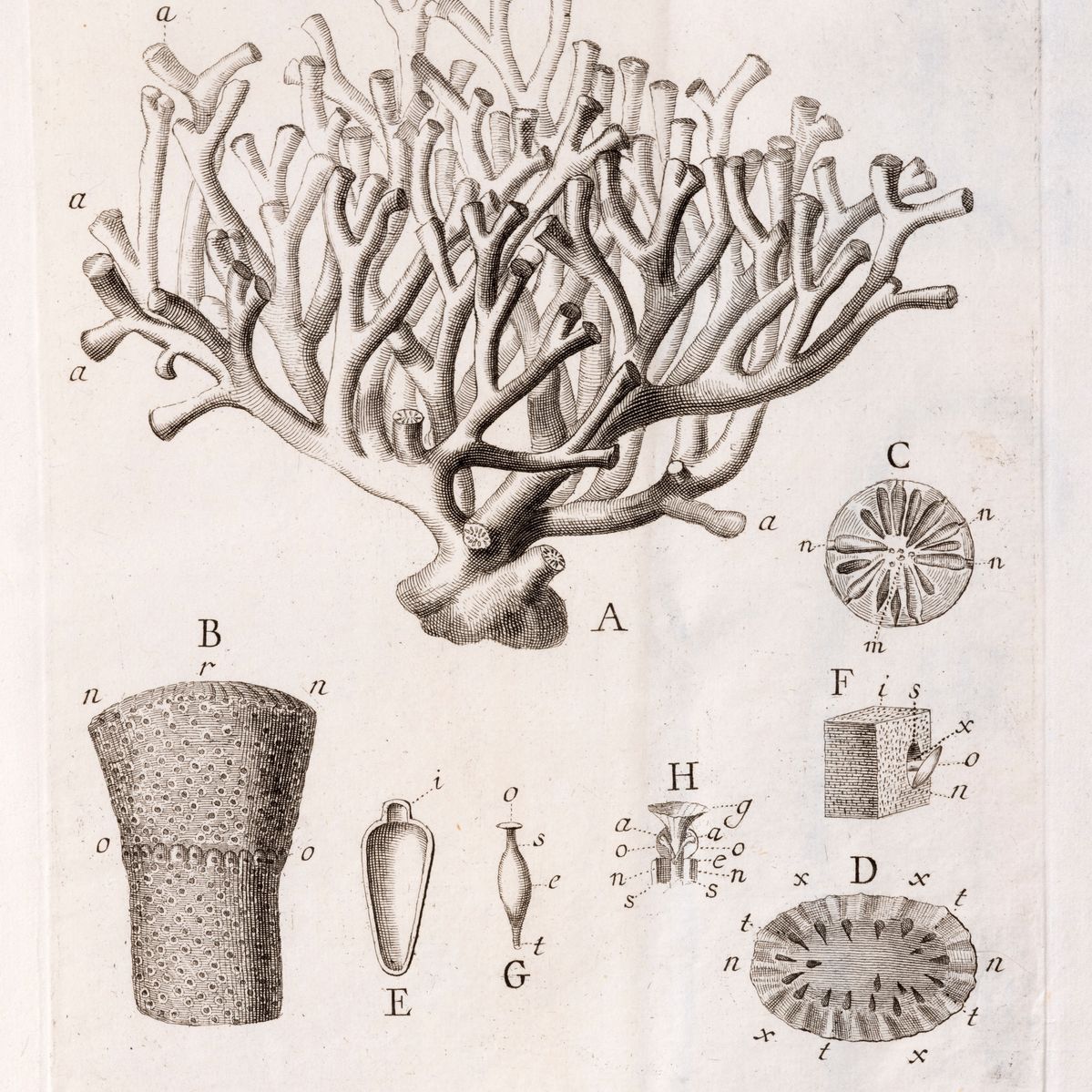 Vitaliano Donati - Della storia naturale marina dell'Adriatico