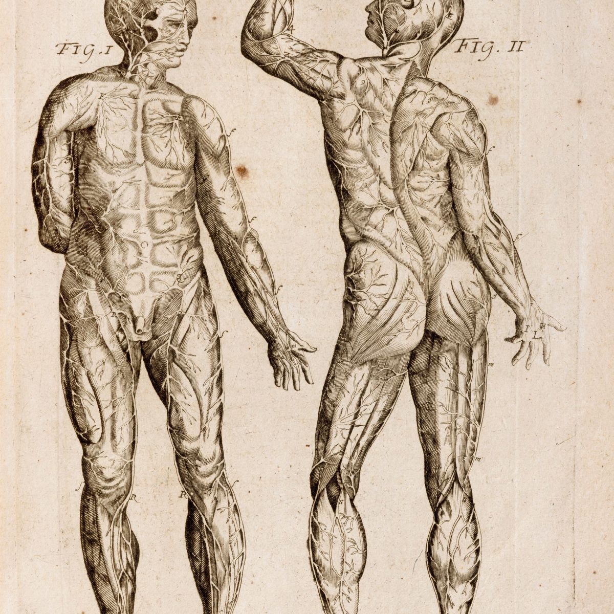 André Du Laurent - L'anatomie universelle de toutes les parties du corps humain, 1741