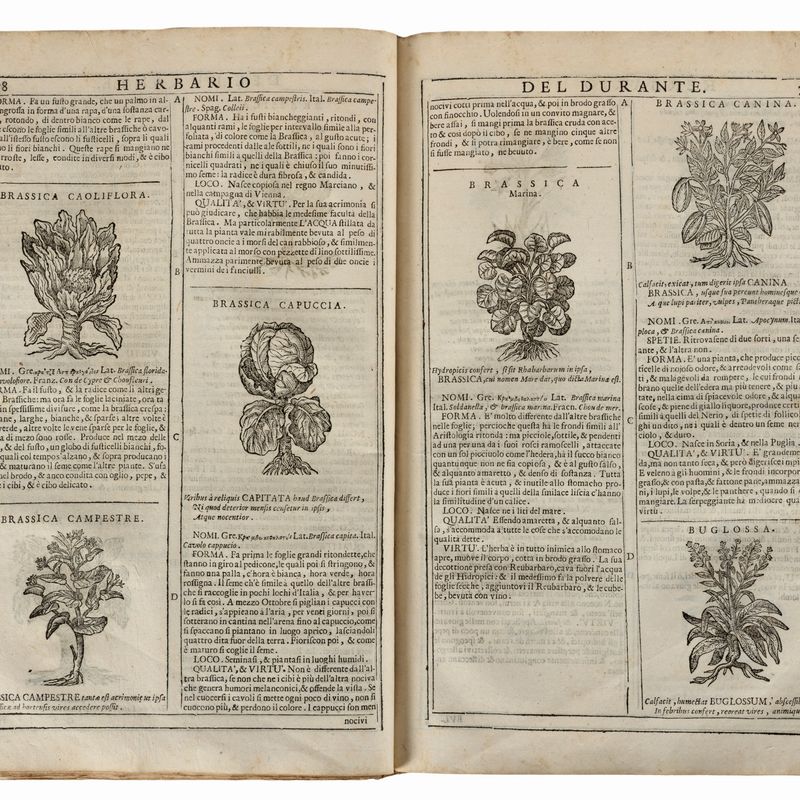 Durante Castore - Herbario nuovo - 1718, in folio con illustrazioni in xilografia
