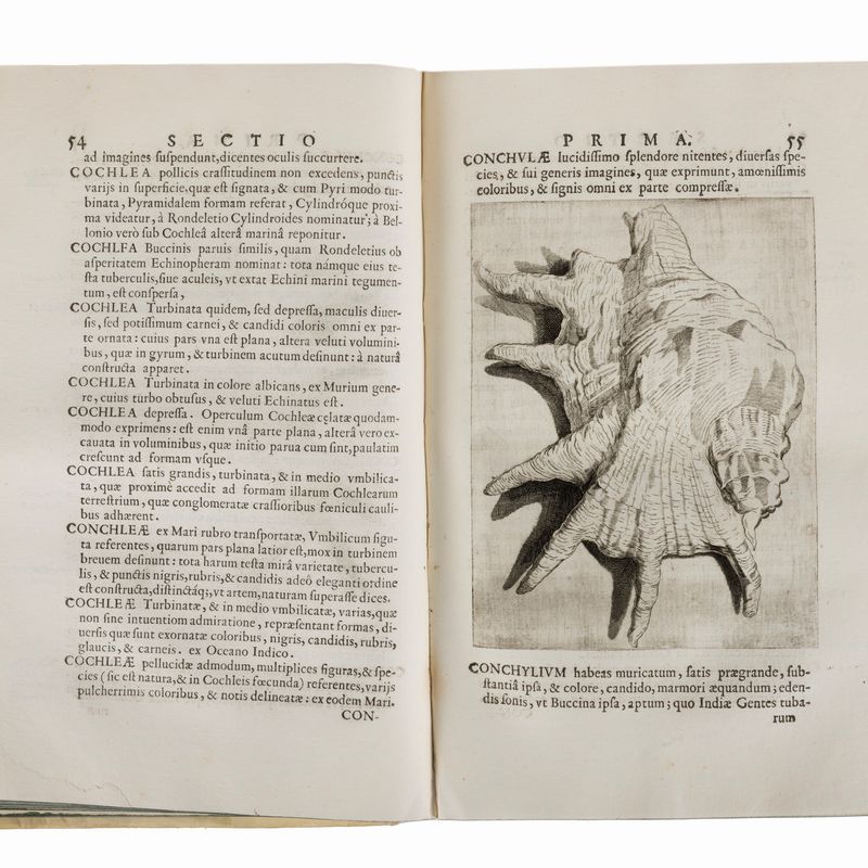 Benedetto Ceruti - Musaeum Franc. Calceolari iun. Veronensis, 1622
