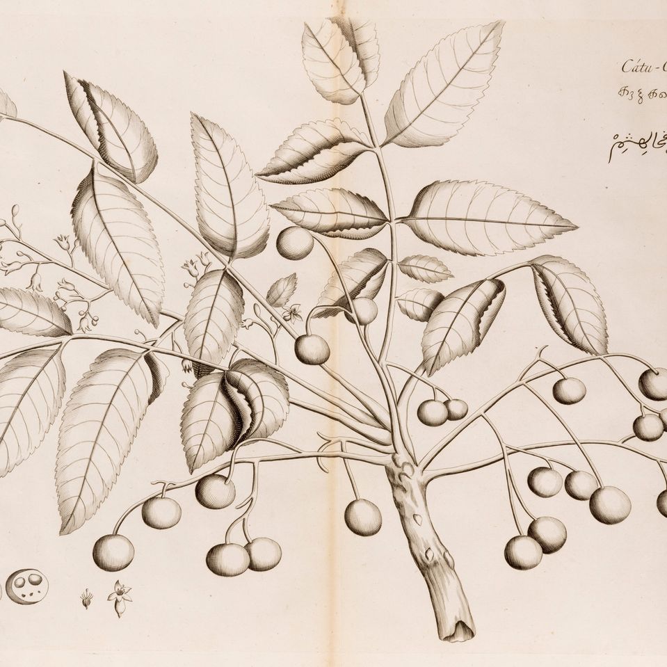 Hendrick Adriaan Van Rheede - Hortus Indicus Malabaricus, 1673