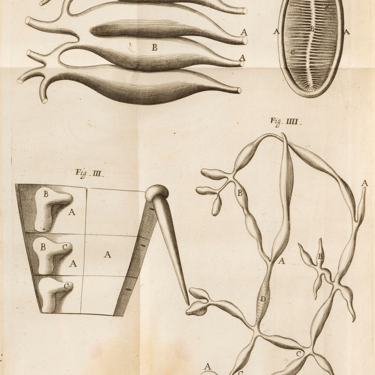 Marcello Malpighi - Dissertatio epistolica de bombyce, Prima edizione 1669