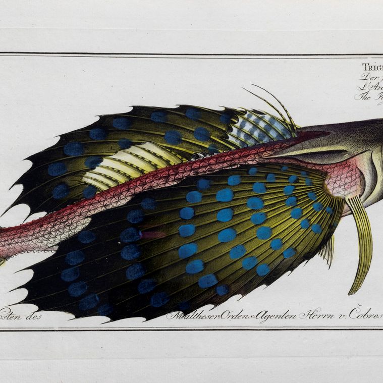 Marcus Elieser Bloch - Öconomische Naturgeschichte der Fische Deutschlands, Vol. 7 e 8