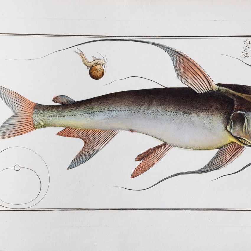 Marcus Elieser Bloch - Öconomische Naturgeschichte der Fische Deutschlands, Vol. 7 e 8