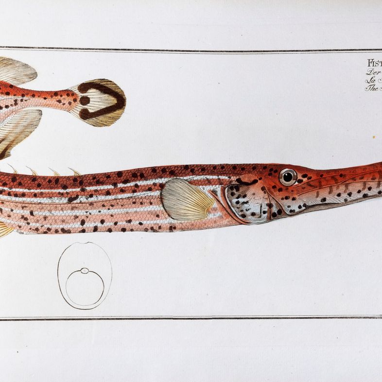 Marcus Elieser Bloch - Öconomische Naturgeschichte der Fische Deutschlands, Vol. 7 e 8