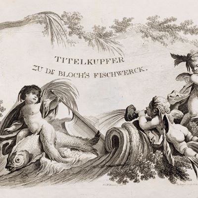 Öconomische Naturgeschichte der Fische Deutschlands, Volume 9