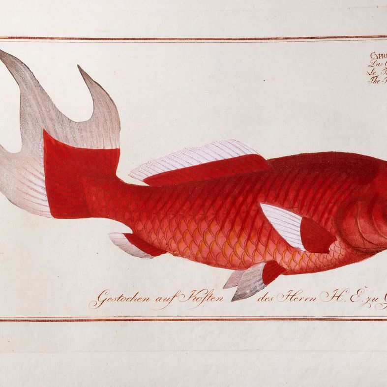 Marcus Elieser Bloch - Öconomische Naturgeschichte der Fische Deutschlands, Volume 9