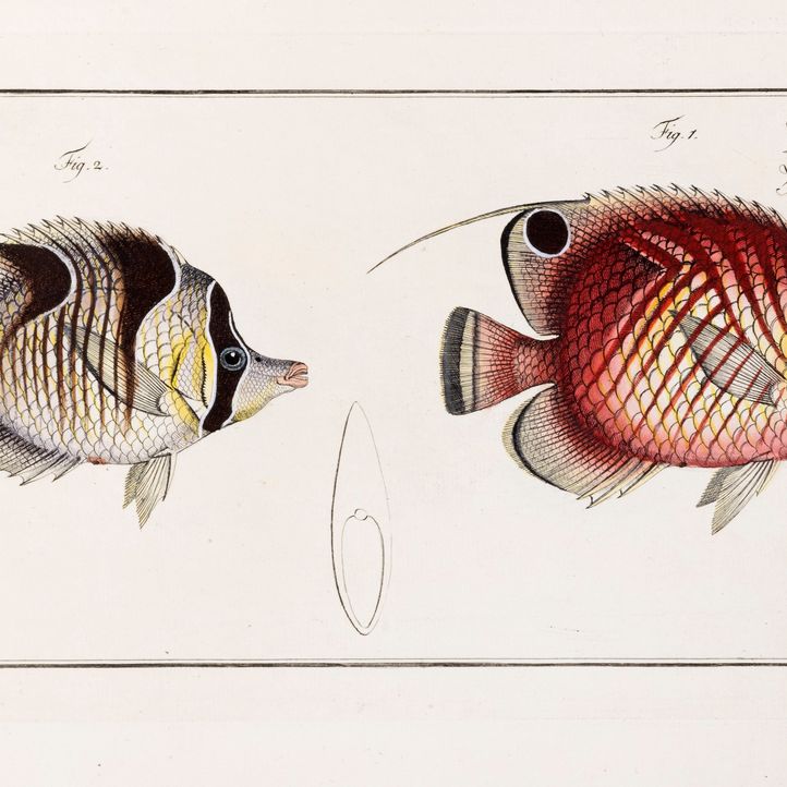 Marcus Elieser Bloch - Öconomische Naturgeschichte der Fische Deutschlands, Volume 9