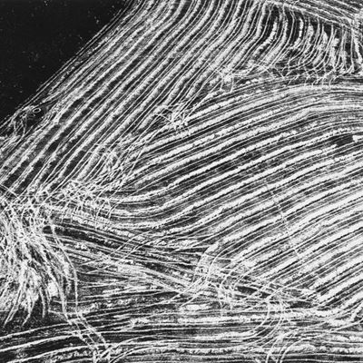 Presa di coscienza sulla natura, stampa vintage alla gelatina ai sali d'argento