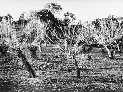 Presa di coscienza sulla natura, stampa vintage alla gelatina ai sali d'argento