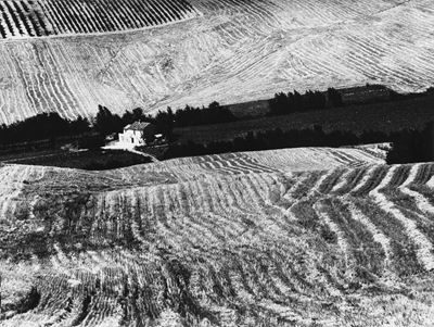 Presa di coscienza sulla natura, stampa vintage alla gelatina ai sali d'argento