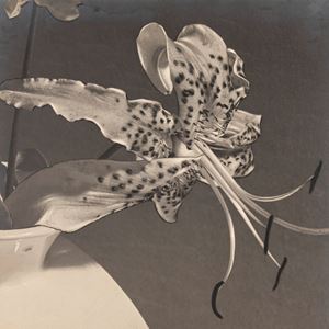 Lilium