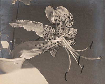 Lilium - Stampa vintage alla gelatina ai sali d'argento