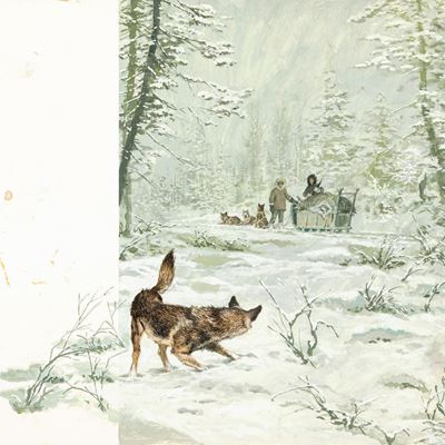 Nardini, Zanna Bianca - Illustrazione originale per romanzo