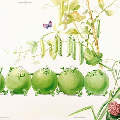 Bioletto, Cinque in un baccello - Tempera su cartone