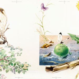 Cinque in un baccello