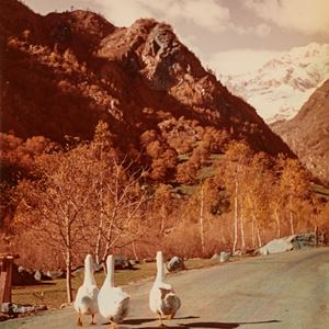 Per strada, Oche a Morgex