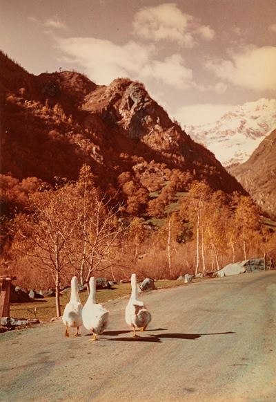 Per strada, Oche a Morgex - Stampa cromogenica vintage