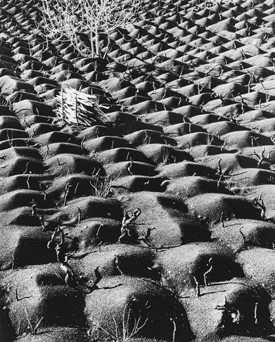 Coltivazione di vite sull'Etna, stampa vintage alla gelatina ai sali d'argento