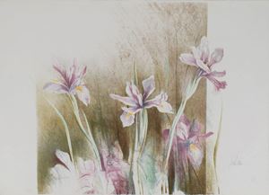 Iris viola