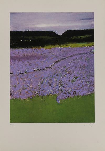 Campo di Lavanda