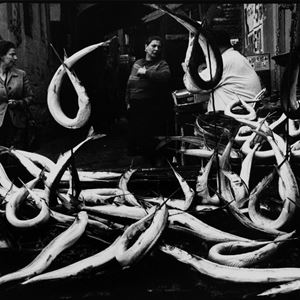 Fish, Naples