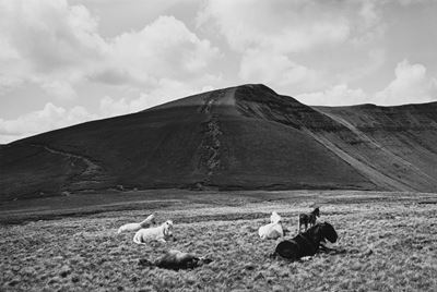 Horses, Brecon Beacons