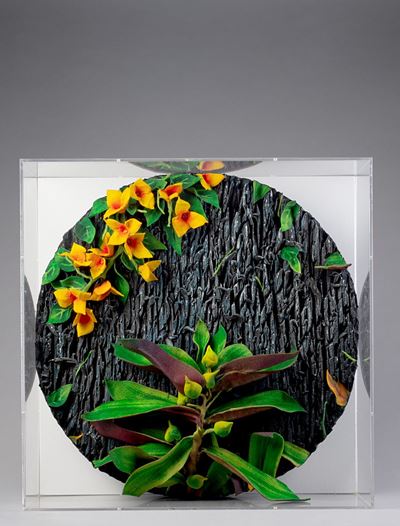 Miseria esotica, poliuretano espanso in teca di plexiglass
