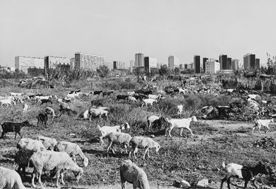 Goats And Sheep, Barcelona