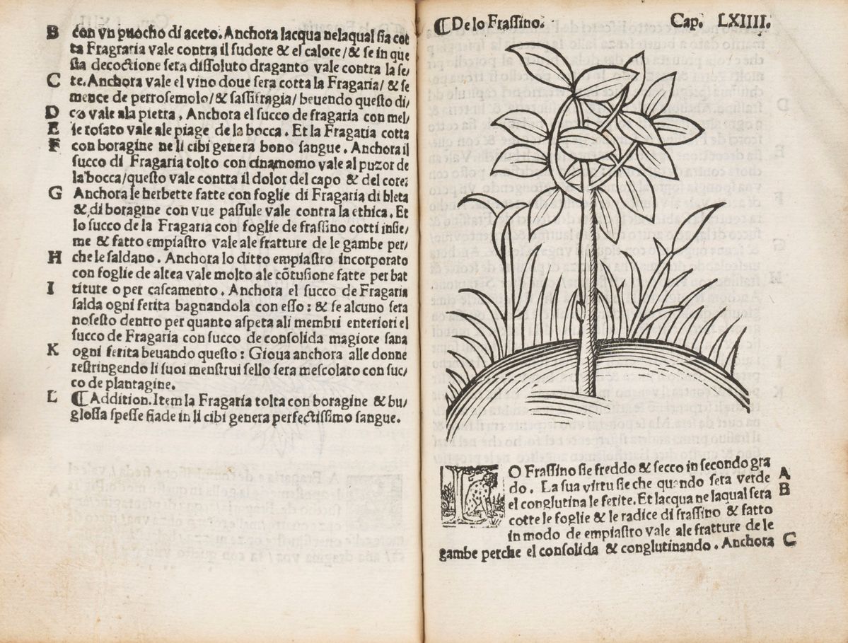 Arnaldo De Vilanova - Herbolario Volgare, nel Qual e le Virtu De le Herbe: & Molti Altri Simplici...