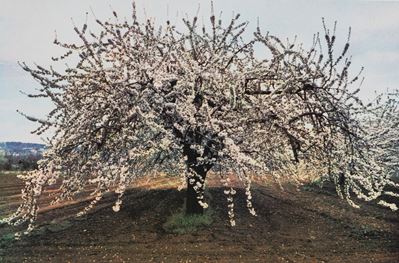 Arbres - Stampa vintage a getto d'inchiostro