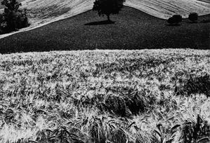 Untitled (Landscape)