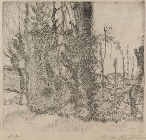 Gli alberi giovani