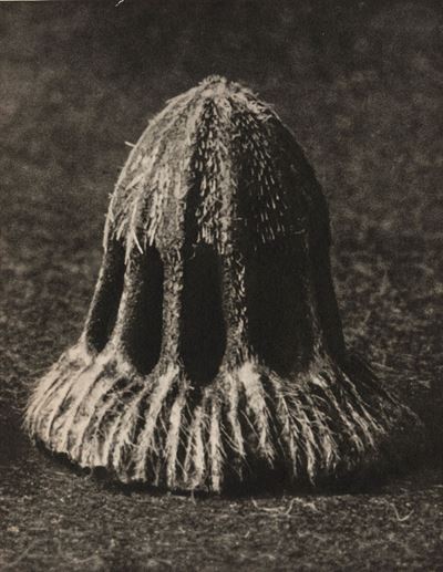 Unformen Der Kunst