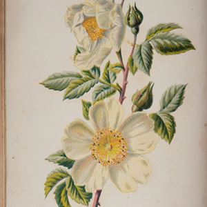 Edward Hulme - Familiar wild flowers