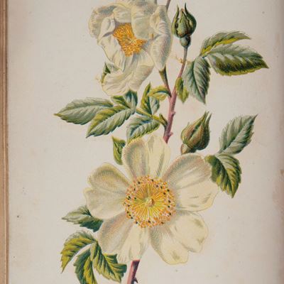 Familiar Wild Flowers, 1882