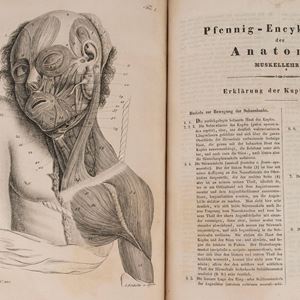 Pfenning-Encyklopadie de Anatomie oder bildliche Darstellung der gesammten meschlichen Anatomi nach Rosenmuller, Loder, Carl Bell, Gordon, Bock etc. Gestochen Von J. F. Schroter. Mit erklarendem texte von Dr. Th. Richter.