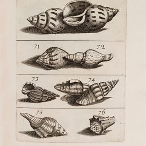 Filippo Buonanni - Recreation of the eye and mind in the observation of snails